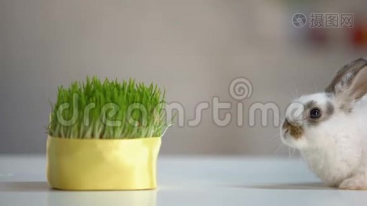 可爱的绒毛兔咬草植物，有机宠物营养，星球环境视频