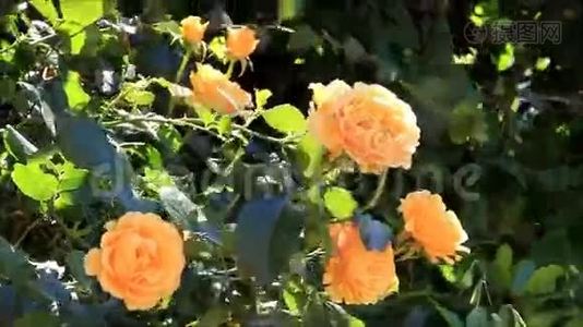 黄玫瑰在灌木上视频