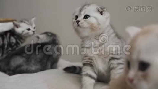 室内小猫家庭团体画像.视频