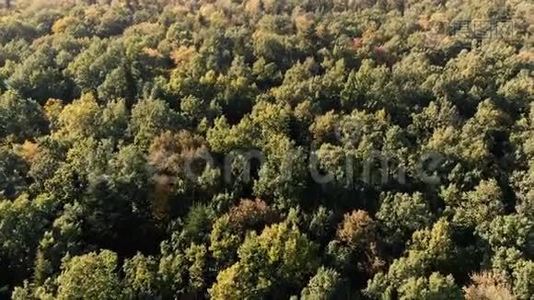 喀尔巴阡山美丽的绿色森林的空中拍摄视频
