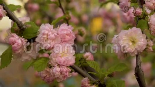 樱桃枝在充沛的开花，宏观.视频