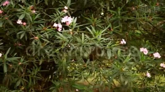 巨大的灌木开花夹竹桃。 背景纹理。 绿叶背景上的粉红色花。视频