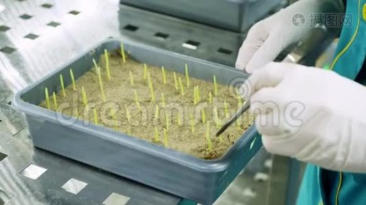 实验室工作人员戴着手套的双手在土壤中、小盒子里、实验室里评论生长着绿色嫩芽。 科学视频