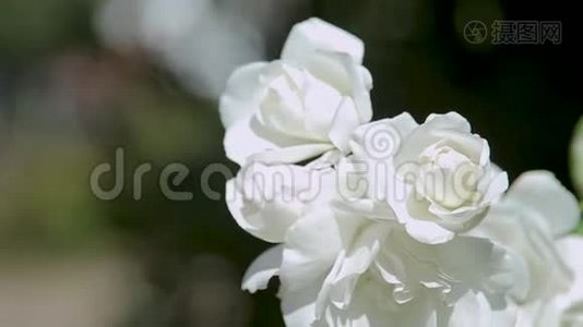 美丽的白色玫瑰灌木。 黑色背景上的特写。视频