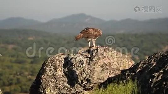 博内利`鹰与圣佩德罗山的背景。 西班牙视频