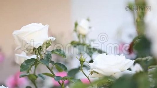 玫瑰灌木视频