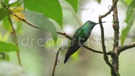 来自哥斯达黎加蒙特维德的一只绿色冠光辉蜂鸟视频