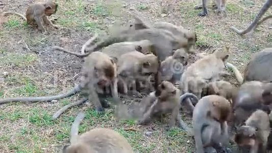 泰国猴子吃食物视频