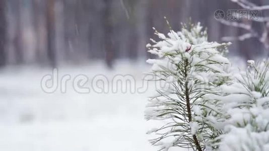 雪中松枝.. 森林公园里下雪。 冰雪覆盖的模糊公园里的冬季景观。 高清视频视频