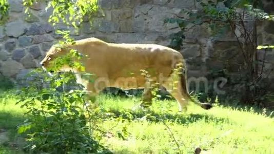 可爱的雌性狮子在夏天的斯隆莫动物园沿着石壁漫步视频