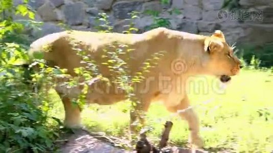 一只大母狮沿着石壁漫步在夏日的绿茵场上视频