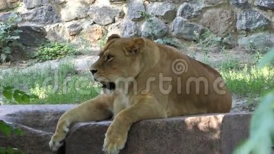 在动物园里用张开的嘴和放松的有力的雌性狮子视频