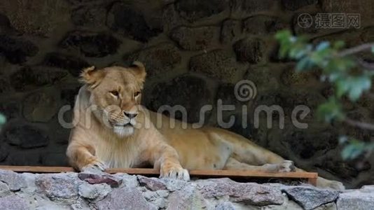 在动物园的石墙附近的木制休息室里躺着一只女狮子视频