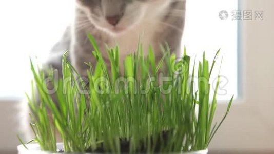 猫和猫草。 天然维生素。视频