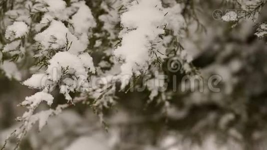 森林中积雪覆盖的树枝的特写视频