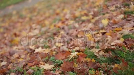秋天的时候地上的枫叶视频