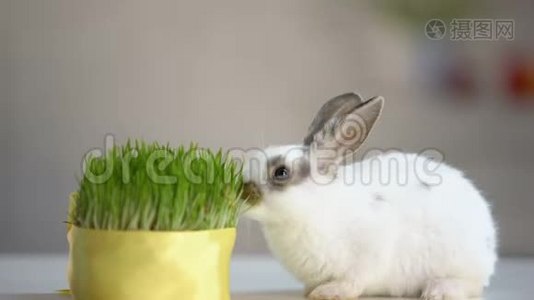 小兔子吃绿色有机草，维生素补充，宠物护理，生态视频