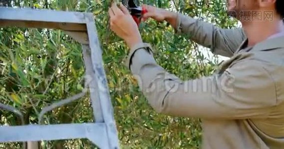 农民在4k农场修剪剪枝时割橄榄视频