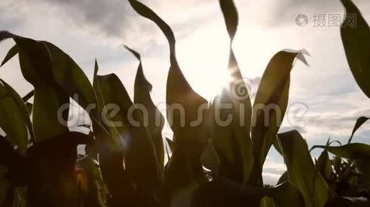 阳光透过的玉米植物视频