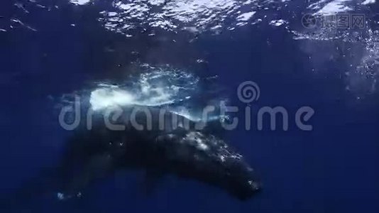 蓝海水中的驼鲸母鲸和小鲸视频