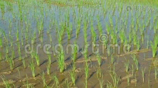 稻田里的稻穗.. 水稻在农场生长.视频