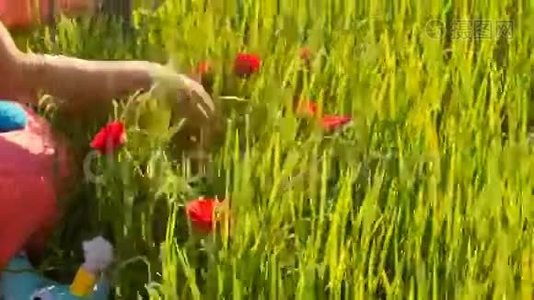 绿稻田里的红玫瑰视频