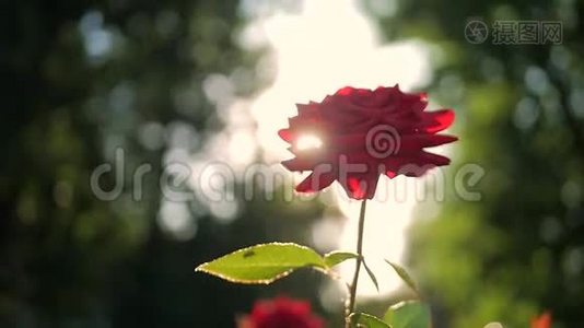 花园里盛开的红玫瑰，阳光灿烂。视频