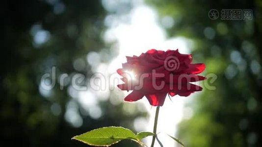 花园里盛开的红玫瑰，阳光灿烂。视频