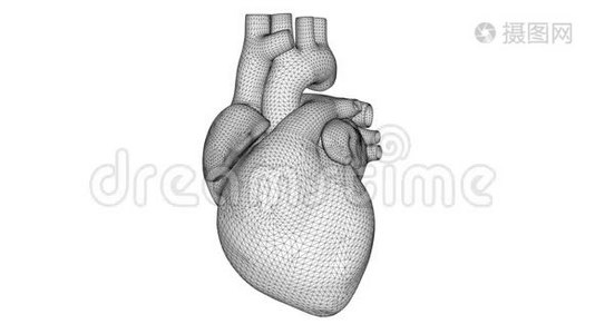 白色3D线架心脏跳动。 人的心脏白色背景视频