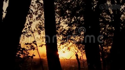 森林在金色的夕阳下在夏天。 日落时森林树木的剪影。视频