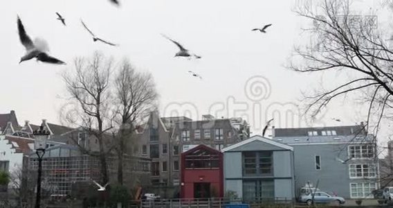 在城市公园里展开漂亮翅膀的白色海鸥飞翔的特写镜头。 4K视频视频