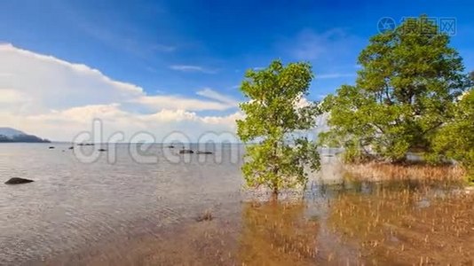 高潮下浅水区乔木草景观视频