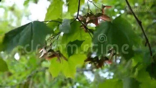 风中带种子的枫树枝。 槭属植物。 高清视频镜头拍摄静态摄像机..视频
