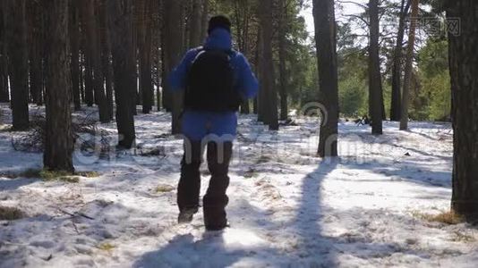 徒步旅行者背着背包走在覆盖着深深雪的松林里。 冬季活动和娱乐理念。视频