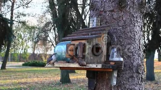 在喂食架上的小屋和小屋寻找鸟籽视频