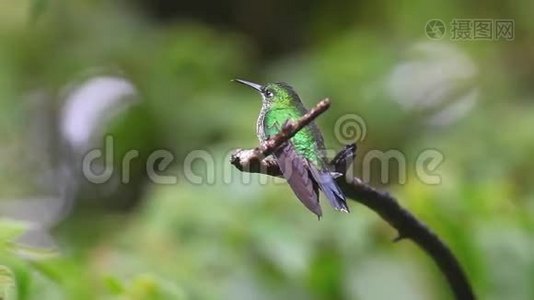 来自哥斯达黎加蒙特维德的一只绿色冠光辉蜂鸟视频