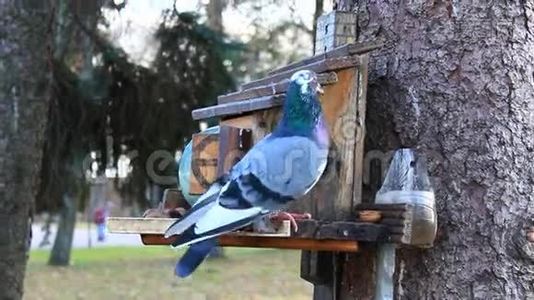 喂食架上的鸽子和虱子寻找鸟籽视频