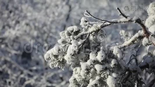 白雪躺在松树的枝上，在阳光明媚的日子里吃视频