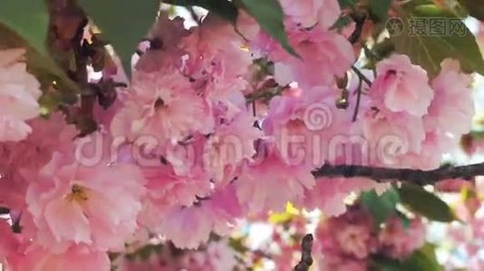 美丽的樱花、樱花、樱花或具有美丽自然背景的樱花视频