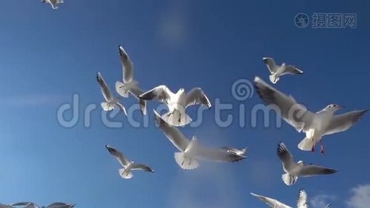 海鸥鸟在蓝天上缓慢地飞翔视频