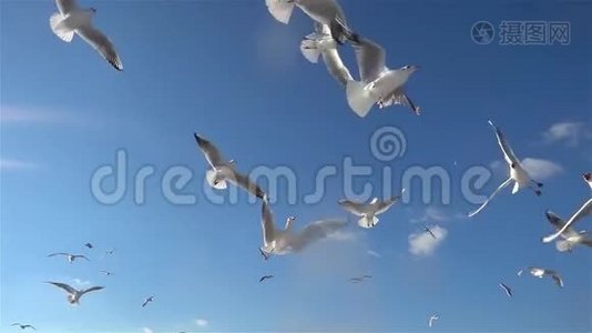 海鸥鸟在蓝天上缓慢地飞翔视频