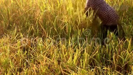 越南女农民在稻田里收割庄稼视频