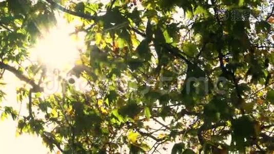 秋天或秋天，阳光透过树叶闪烁视频