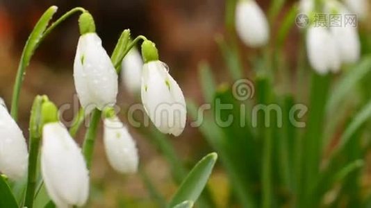 温柔风中的雪花。视频