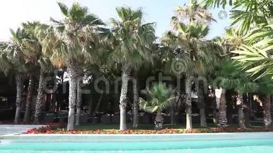 热带岛屿度假游泳池的风日，有棕榈树、阳伞和日光浴，全景视频