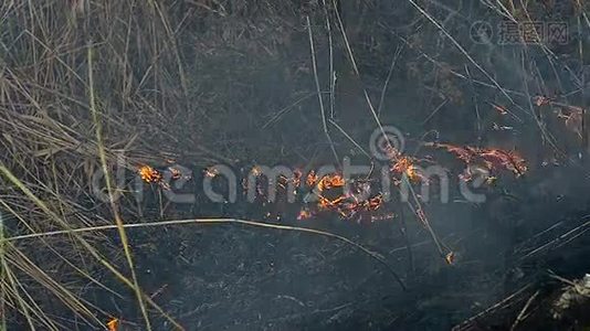 田野里的干草着火了视频