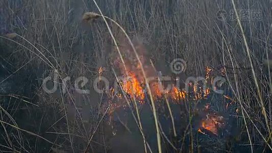 田野里的干草着火了视频