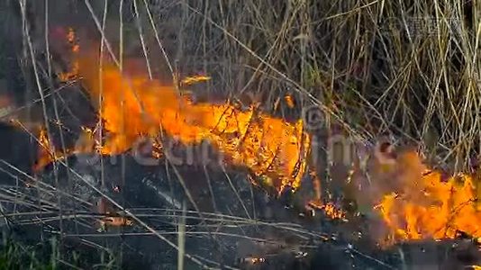 田野里的干草着火了视频