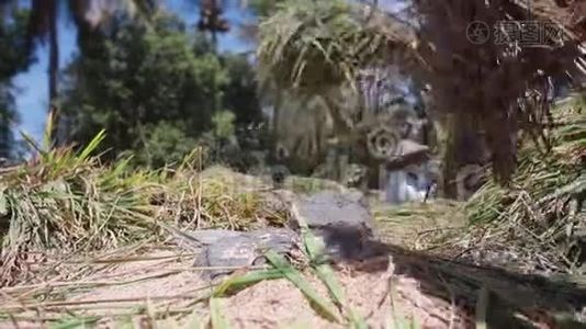 亚洲农民收割水稻视频