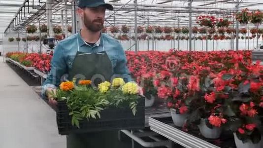 快乐的工业温室工人携带装满鲜花的盒子。 微笑和快乐的人与花他成长。视频